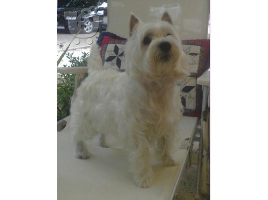 WEST HIGHLAND WHITE TERRIER Aσπρος Τεριέ των Δ. Χάιλαντς